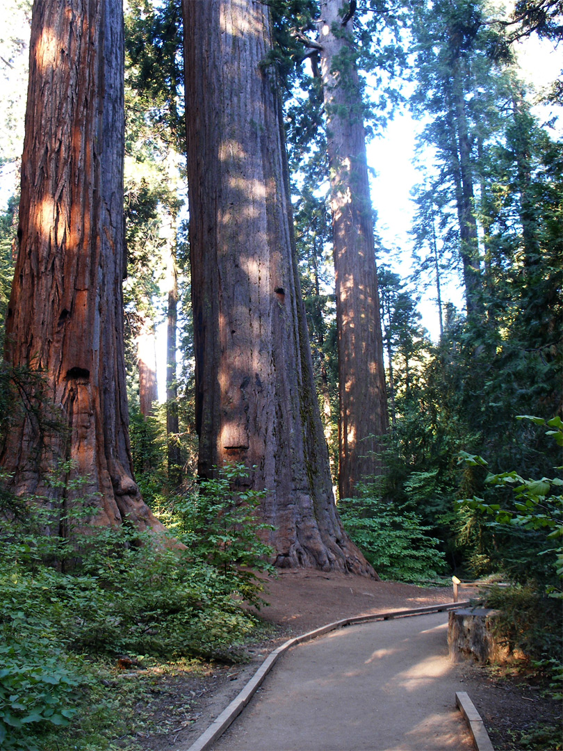 North Grove Trail