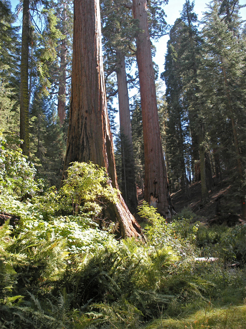 Spring on the North Grove Trail Grant Grove, Kings Canyon National