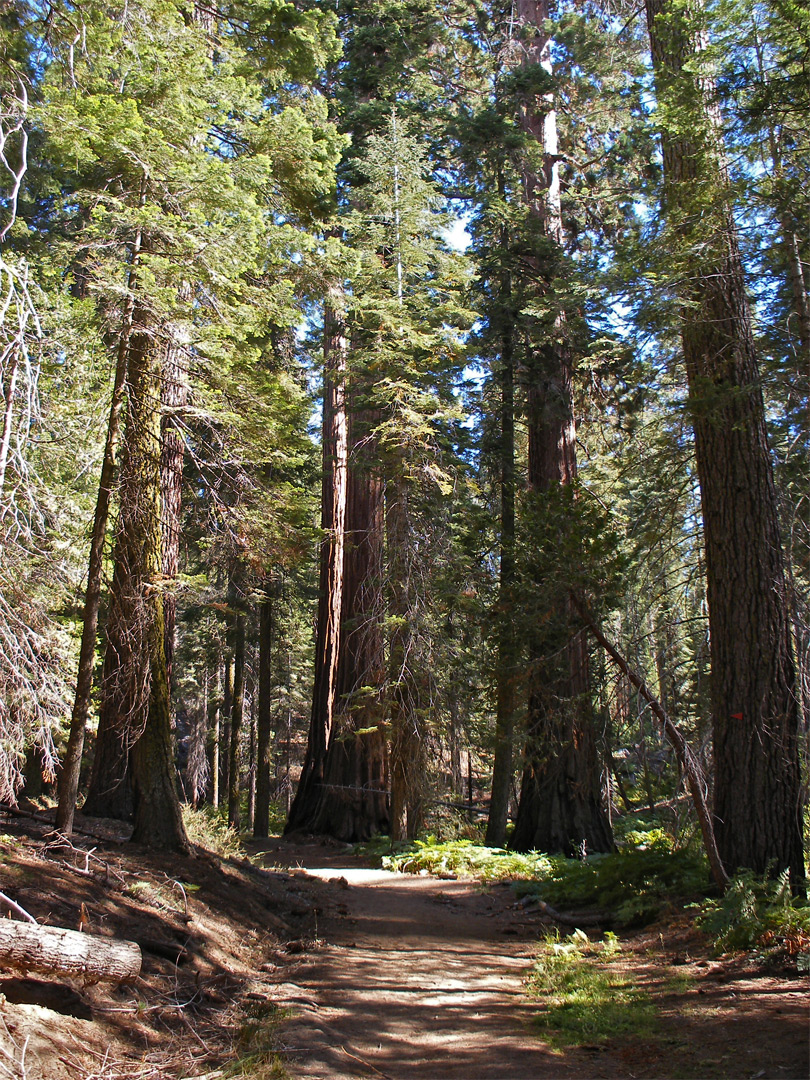 North Grove Trail