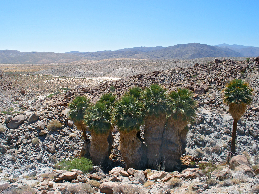 Anza-Borrego Desert, California