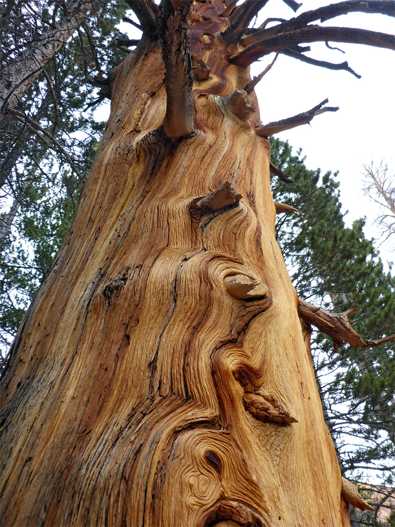 Pine trunk