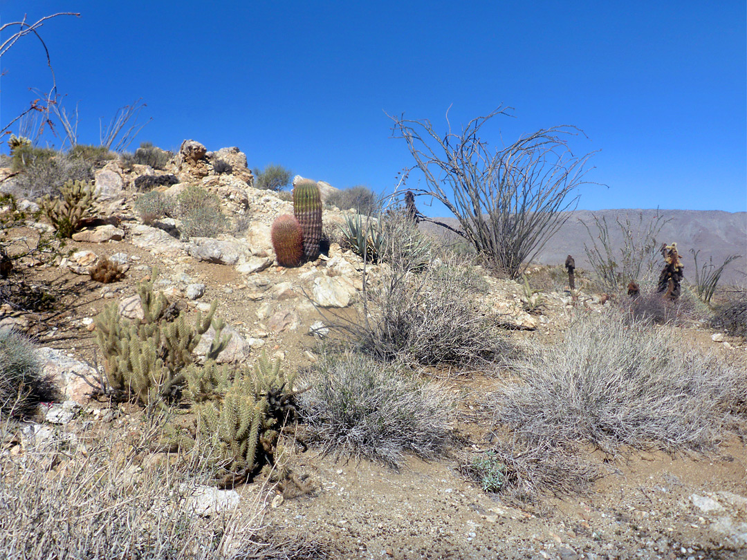 Cholla and ferocacti