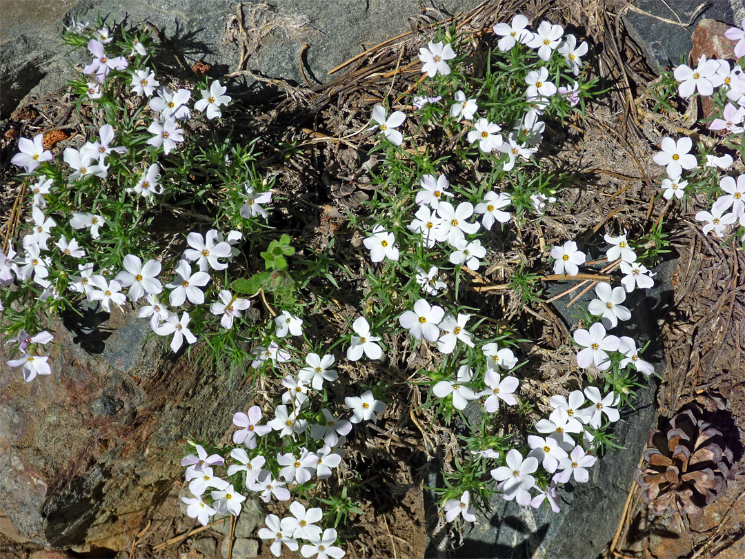 Nuttalls linanthus