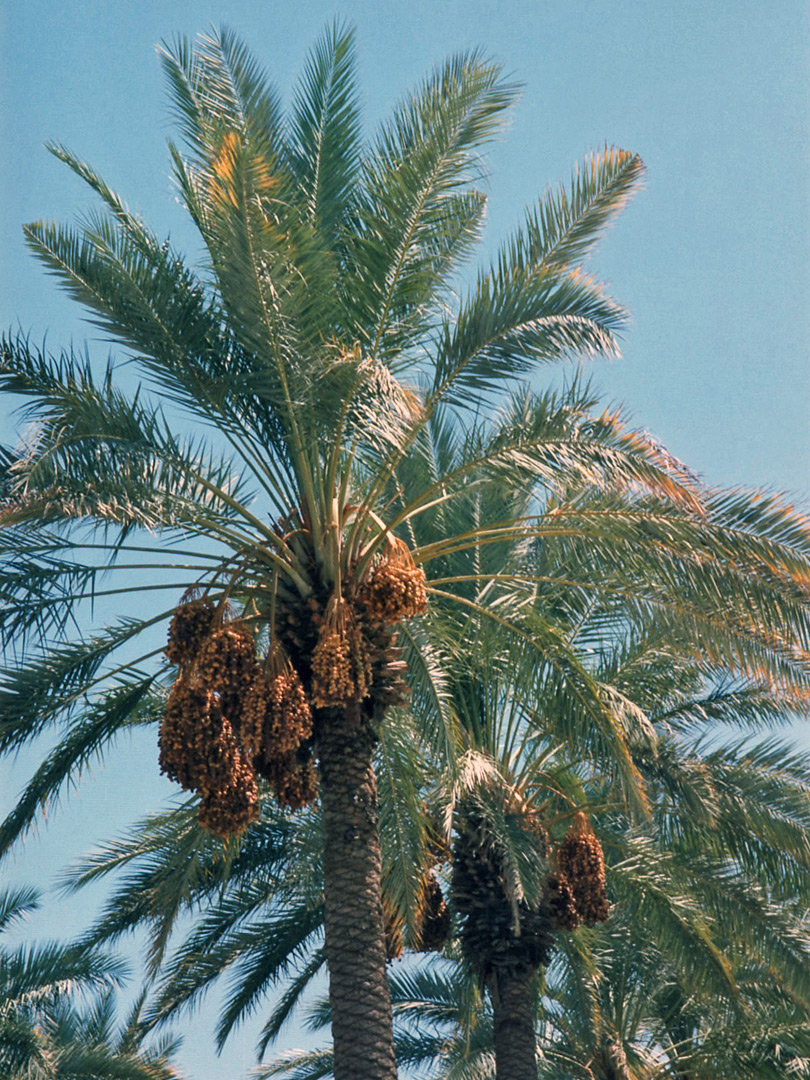Date trees near Thermal