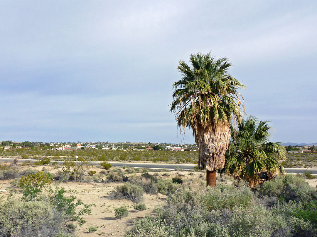 Trees by the highway