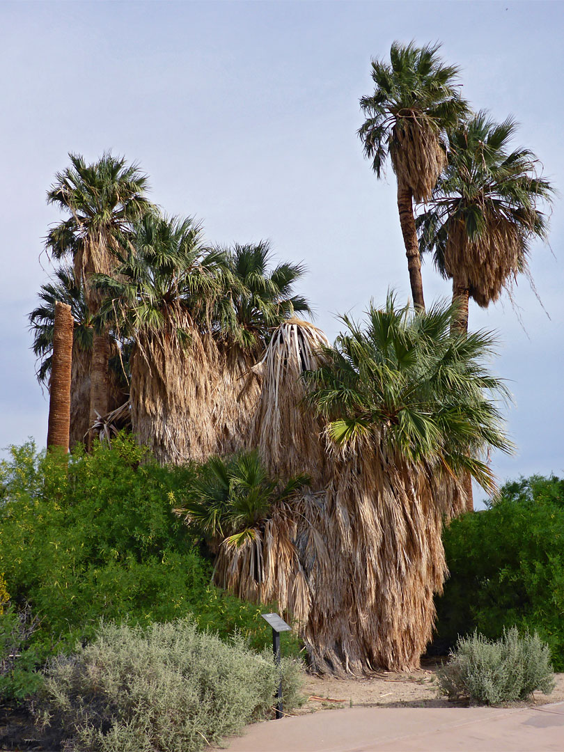 Tall and short palms