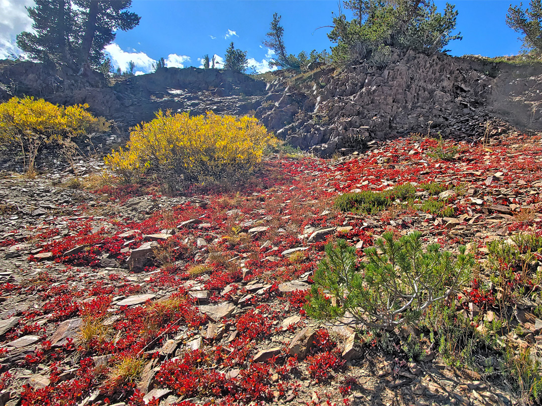 Red, yellow and green