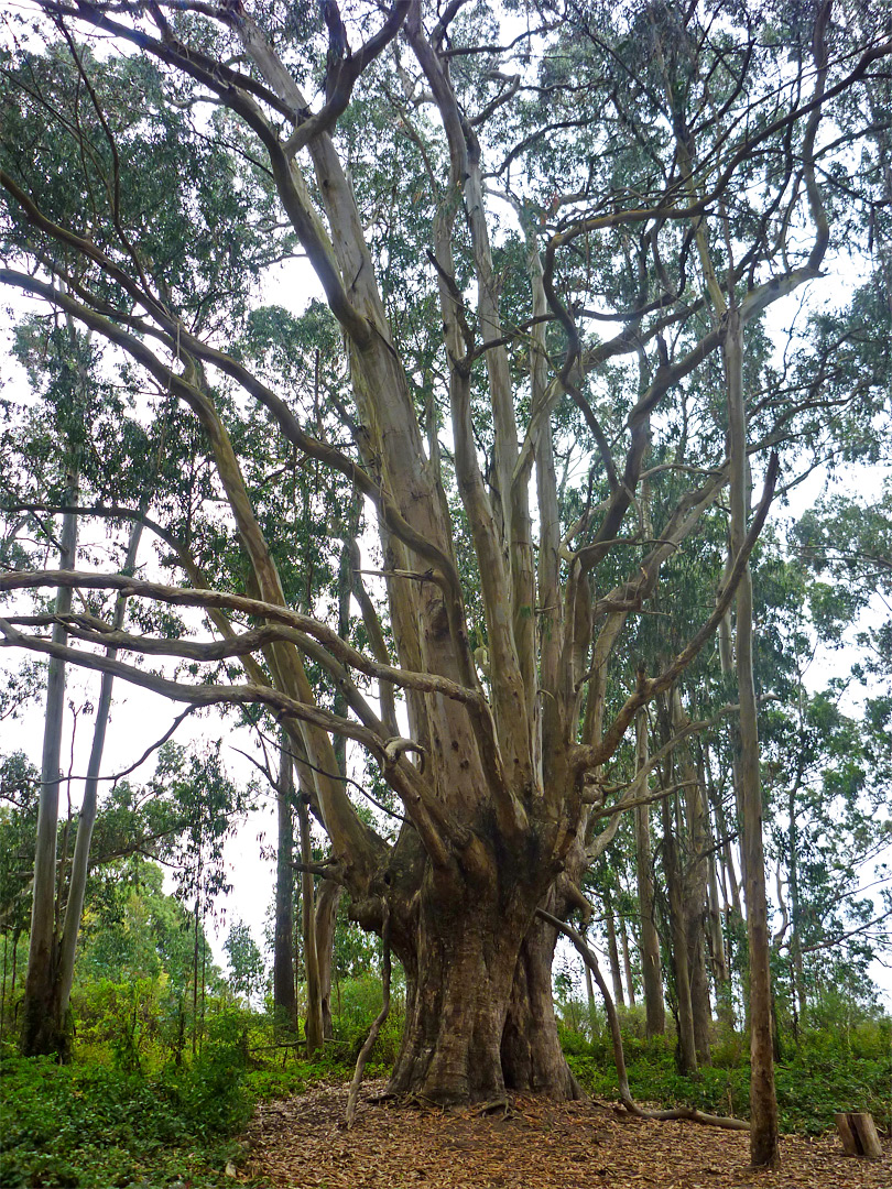 Eucalyptus tree