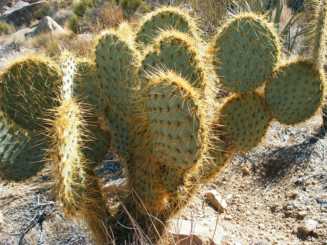 Opuntia chlorotica