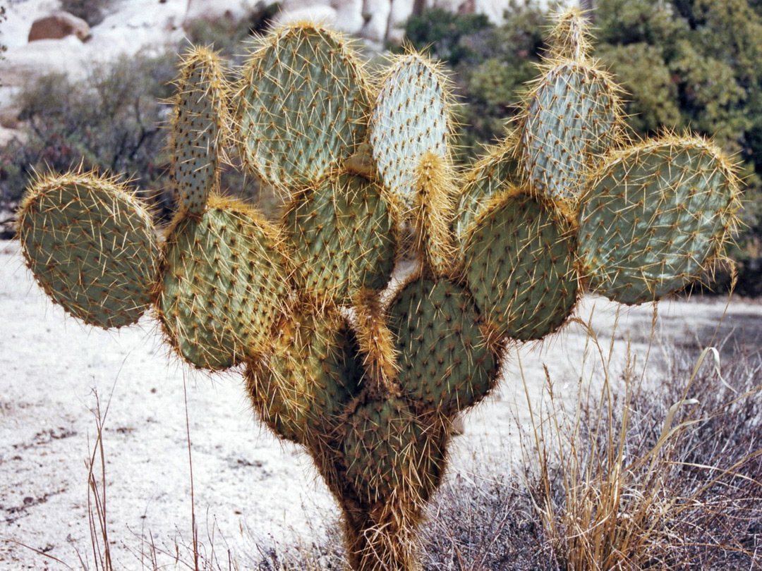 Opuntia chlorotica