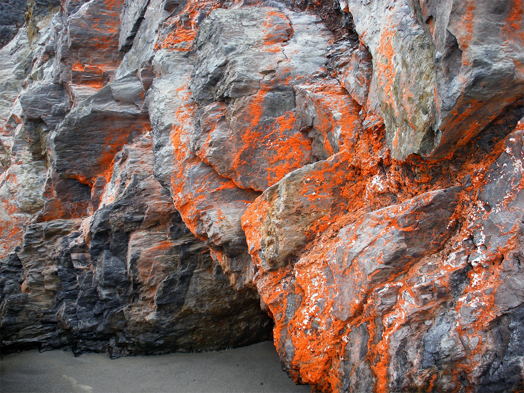 Orange lichen