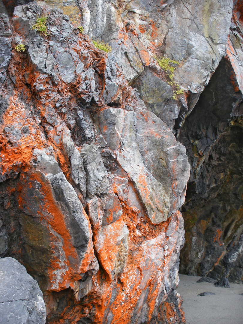 Lichen by the sea