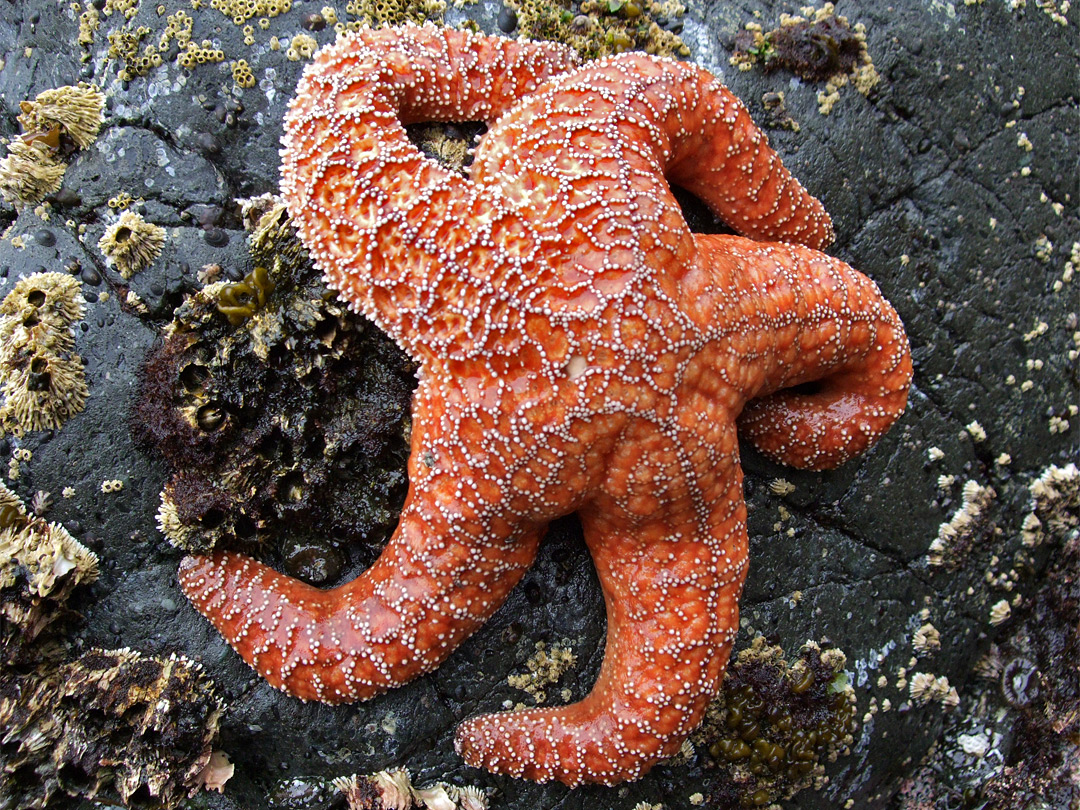 Orange sea star