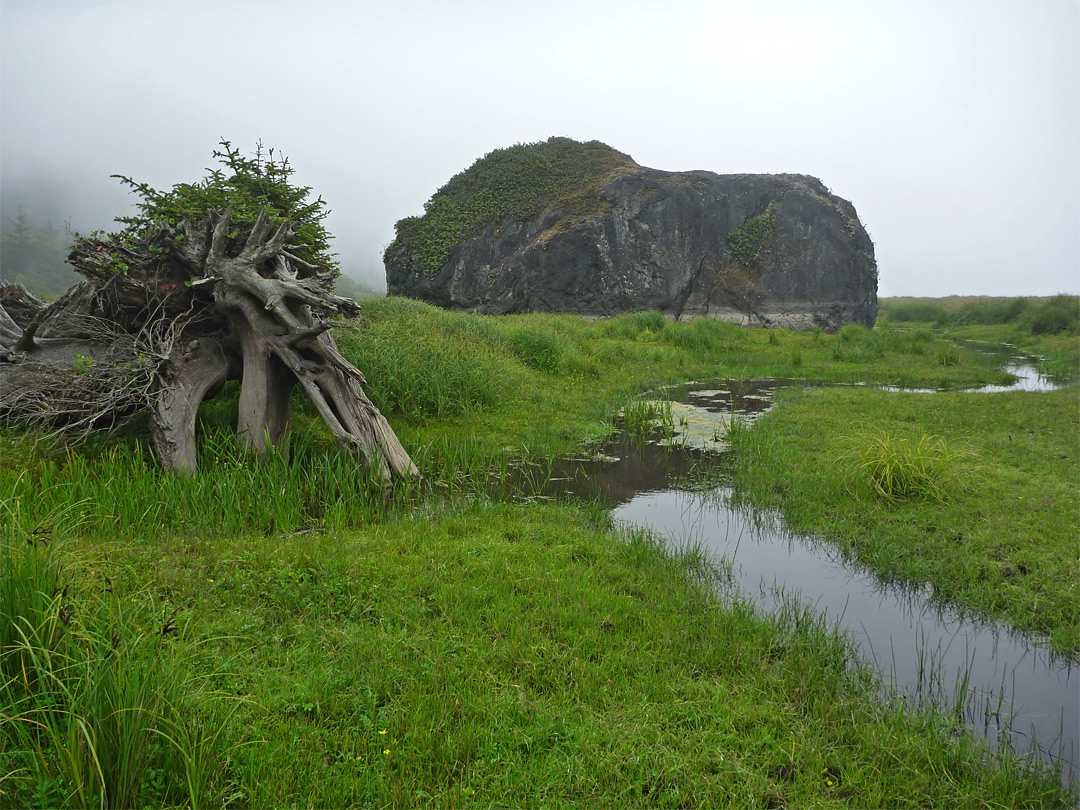 Tree, rock and stream