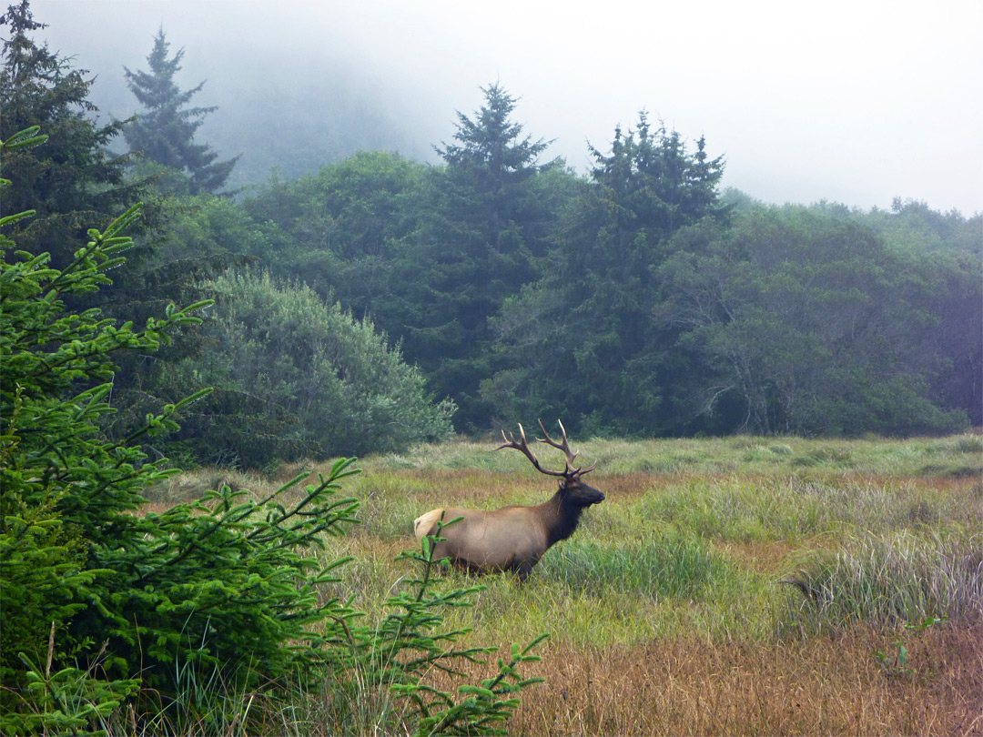 A lone elk