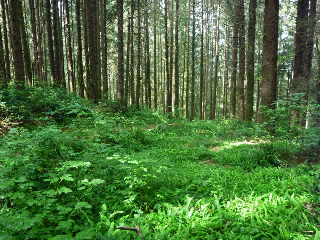 Ferny forest floor