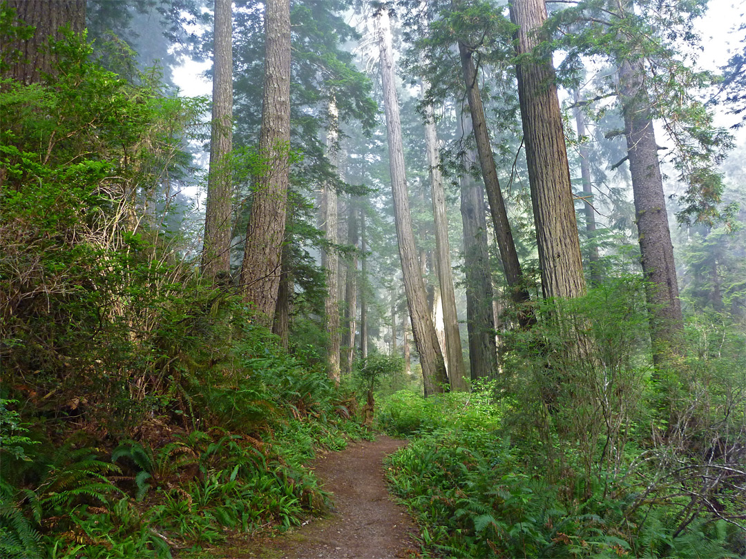 Medium-sized trees