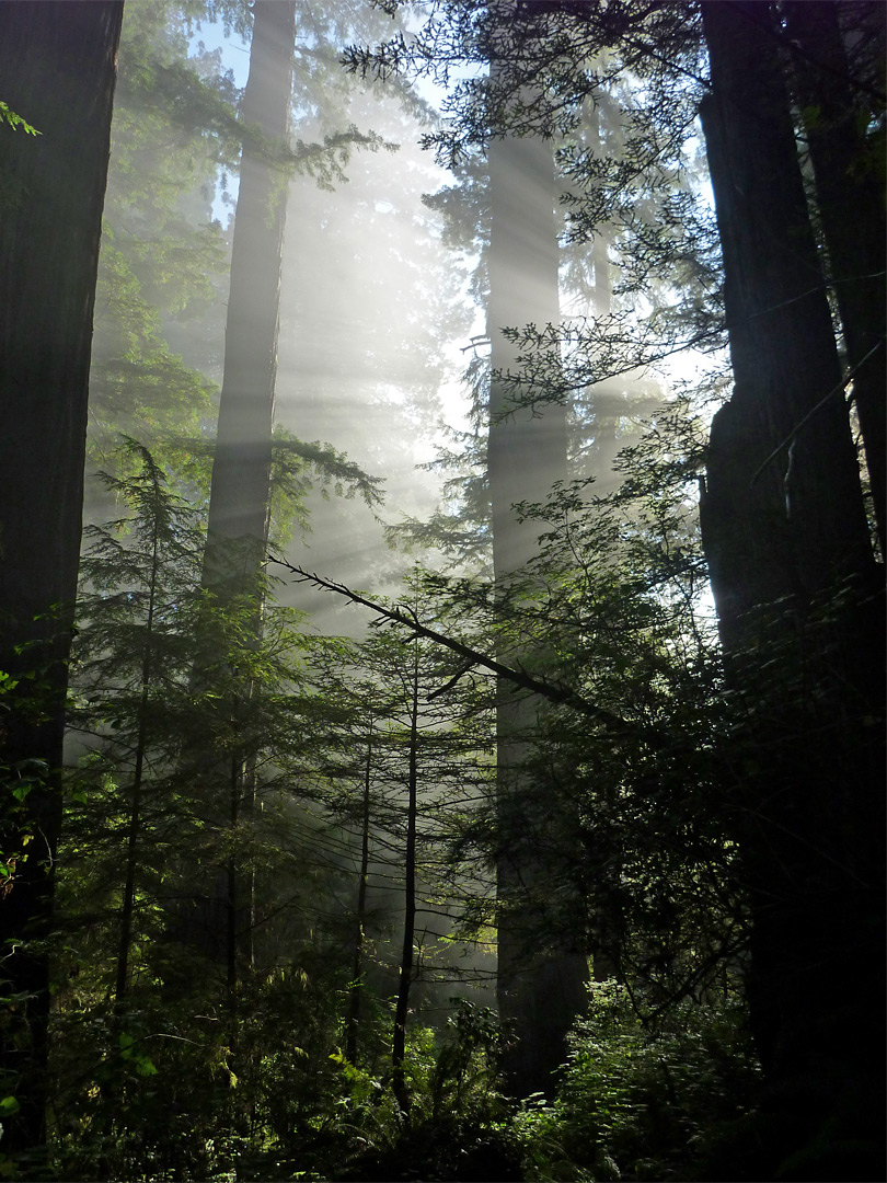 Dark tree trunks