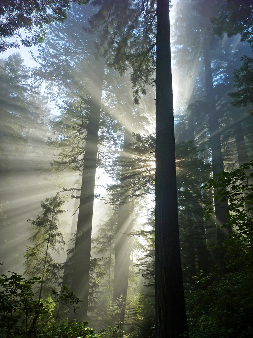 Rays of sunlight