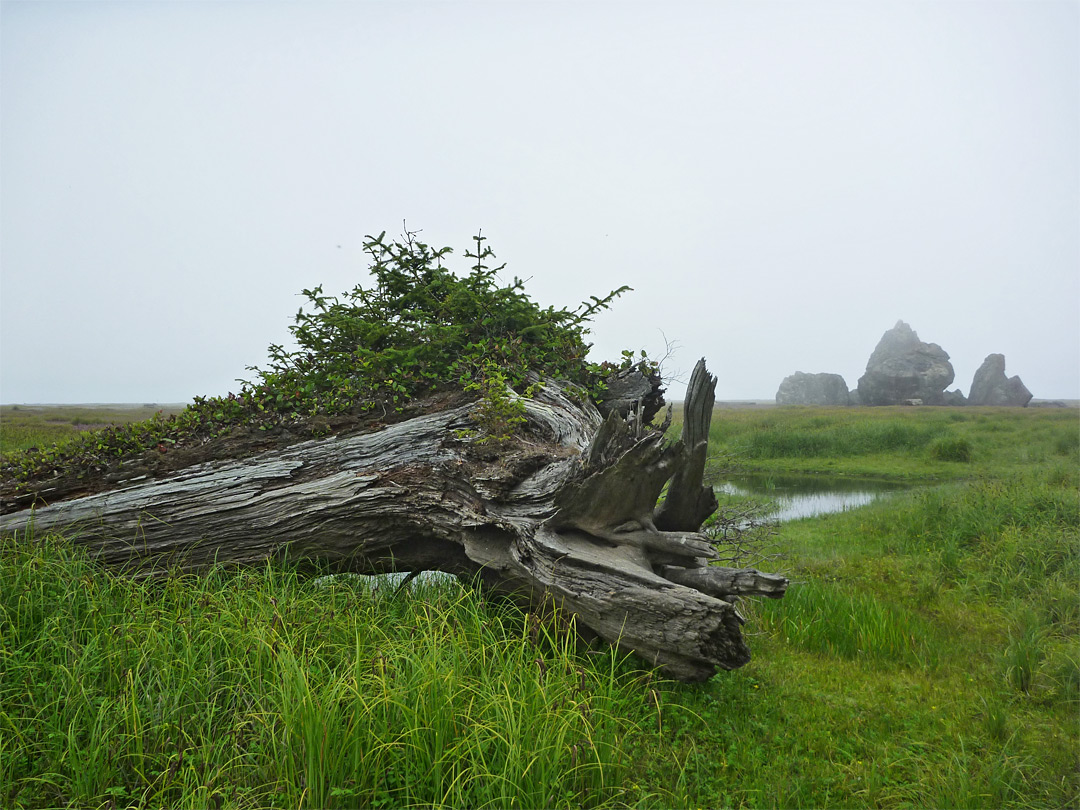 Small trees on old roots