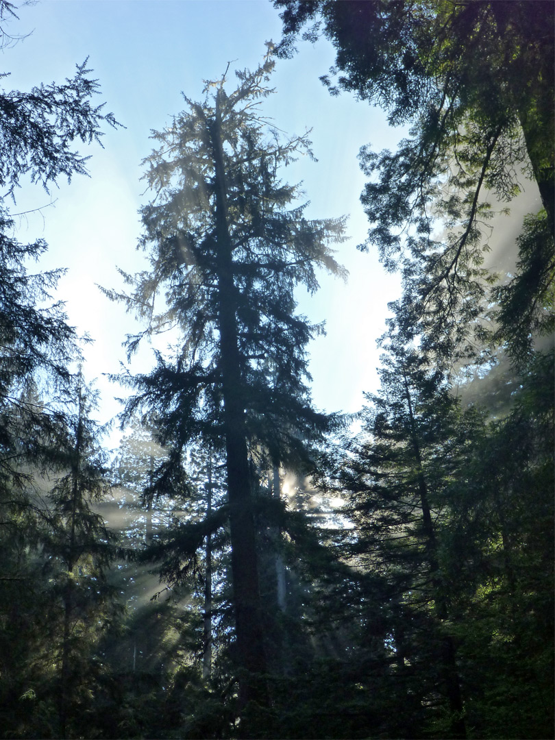 Top of a redwood