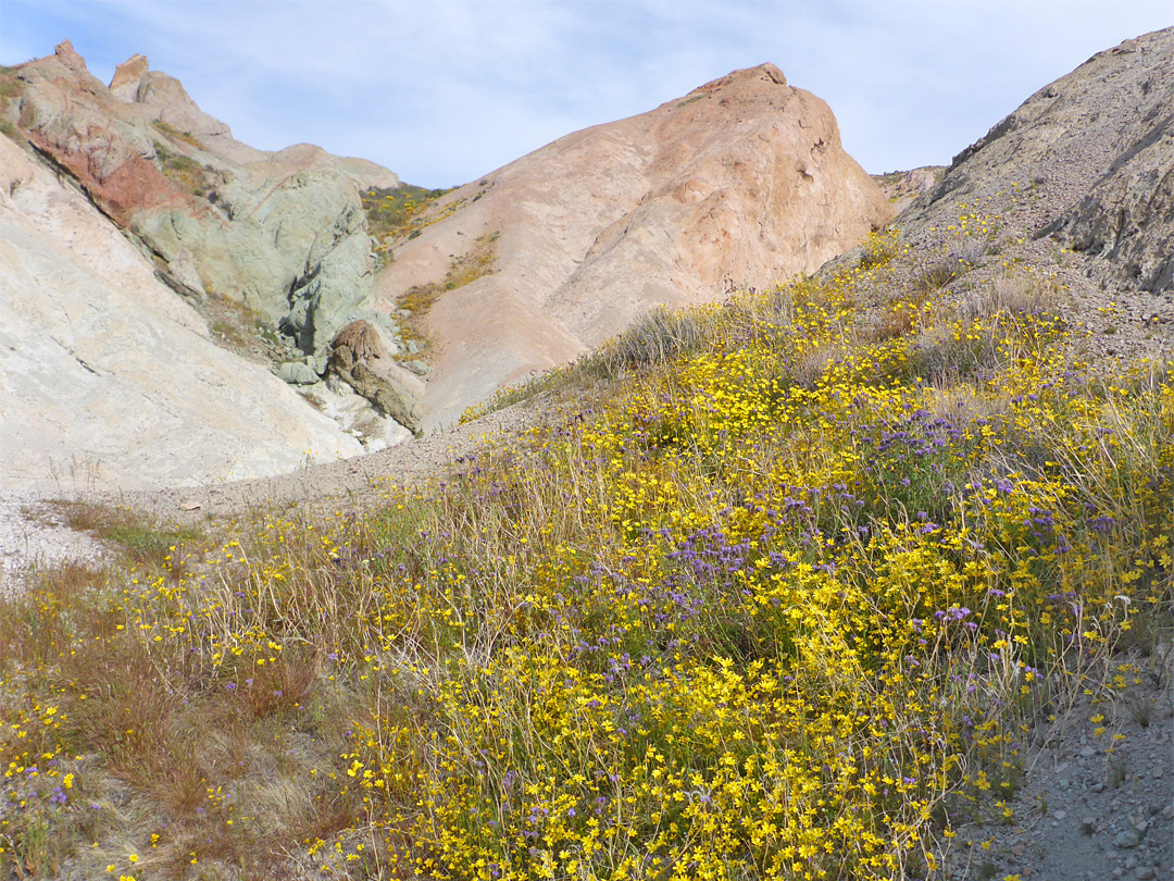 Yellow wildflowers