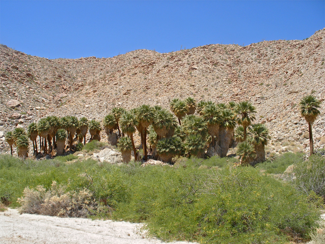 Palm Bowl Grove