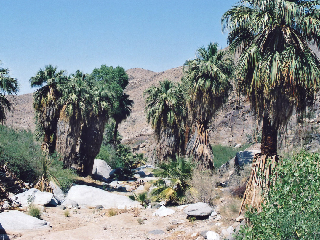 Large and small palms