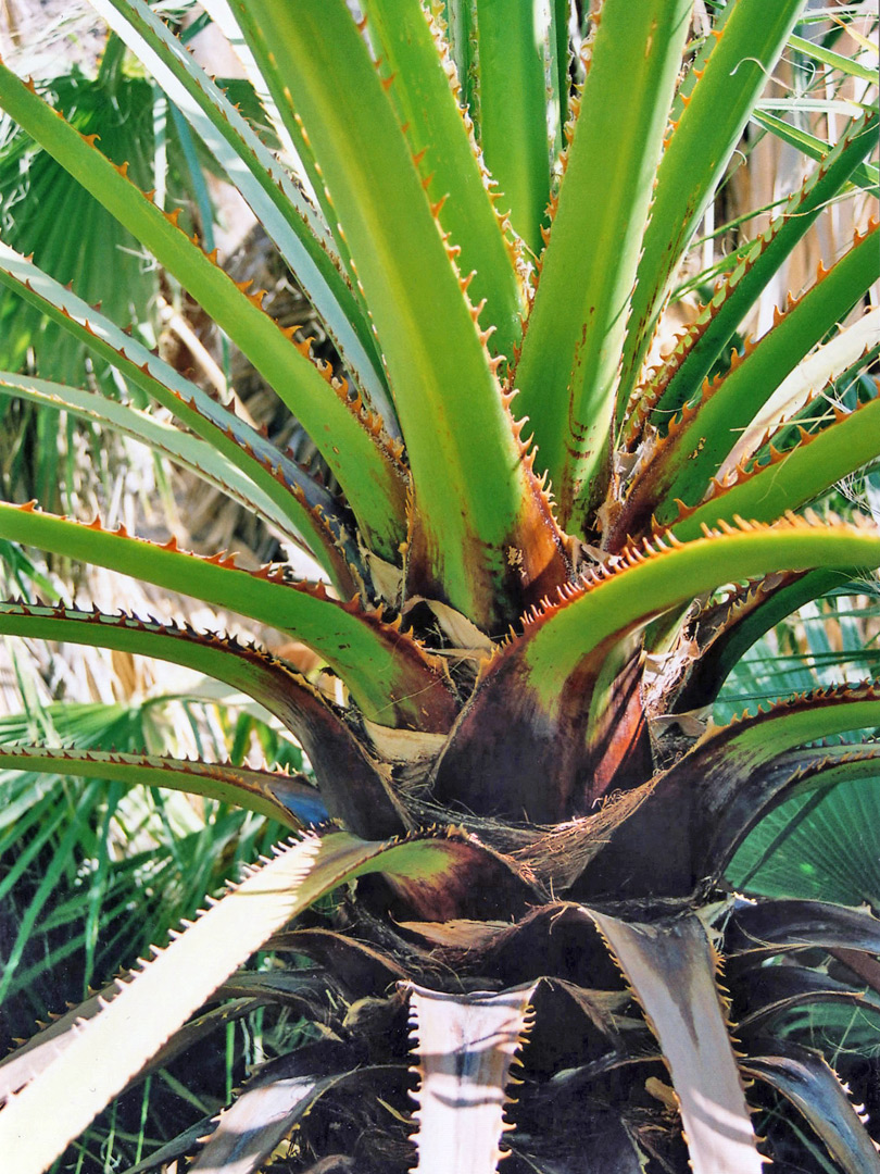 Center of a palm