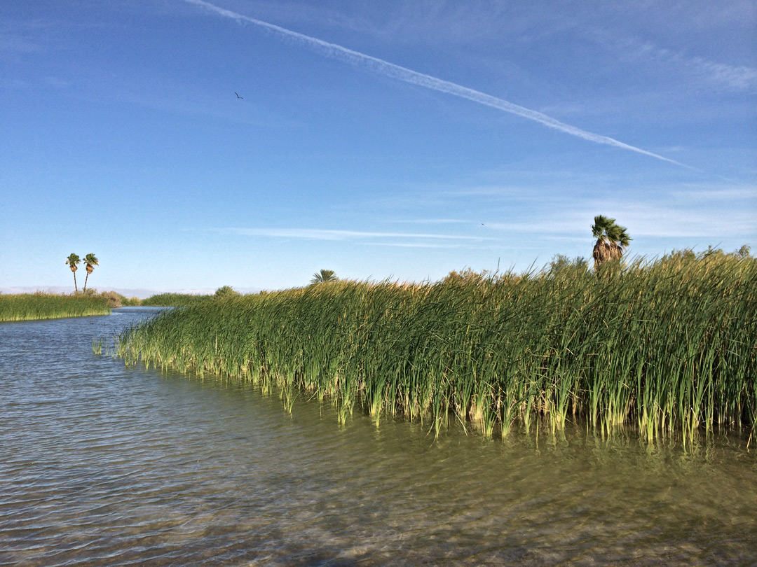 Reeds and palm trees