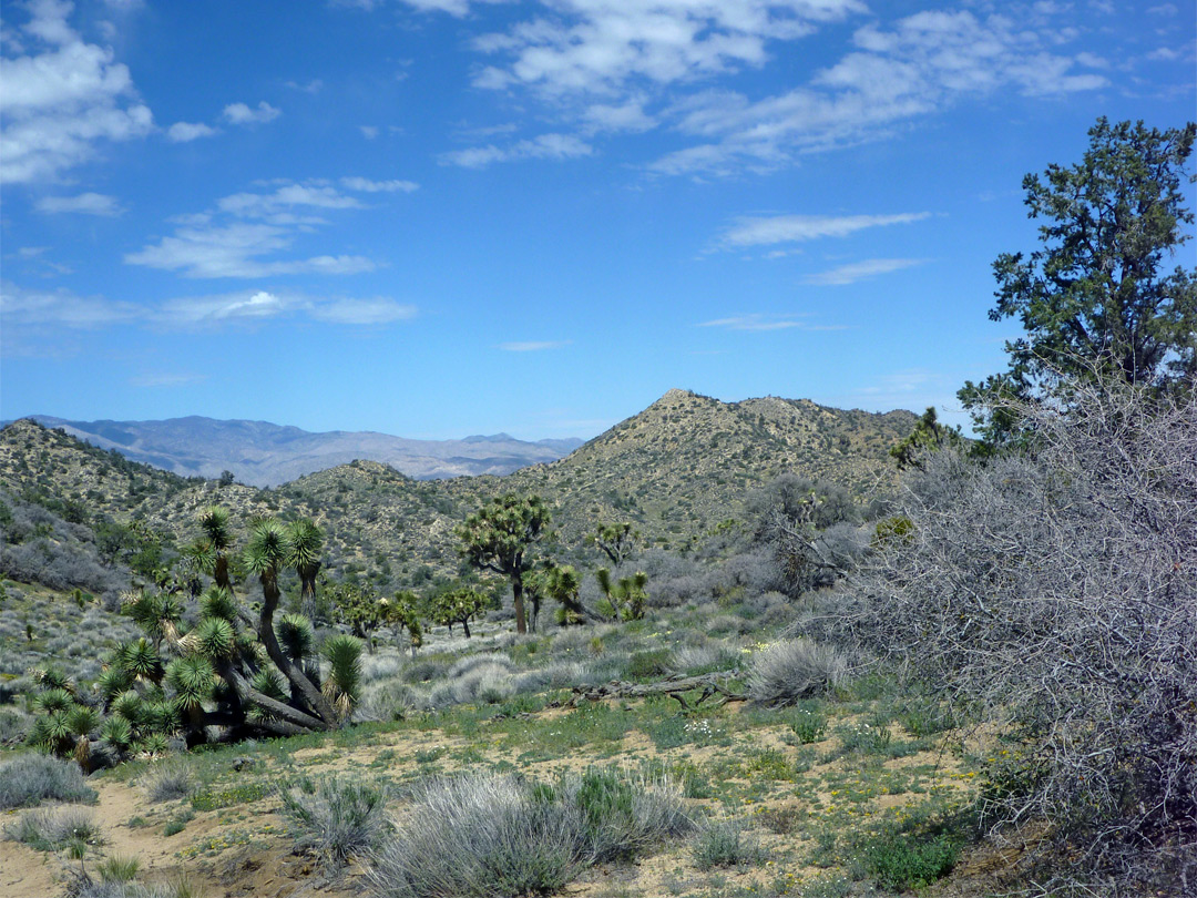 Hills and Joshua trees