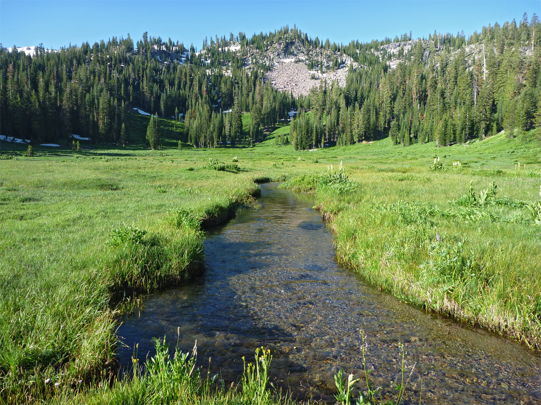 Stream through the meadow