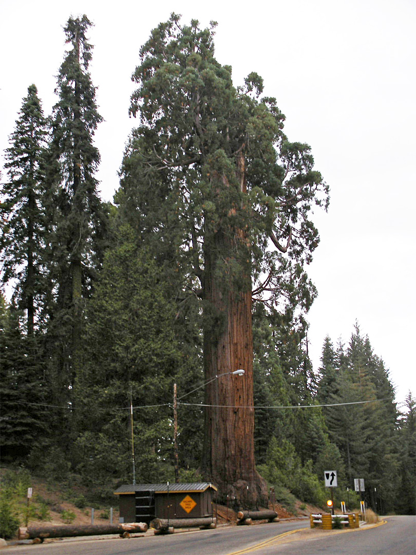 Sequoia next to CA 180