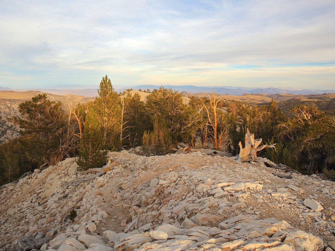 Timberland Ancients Trail