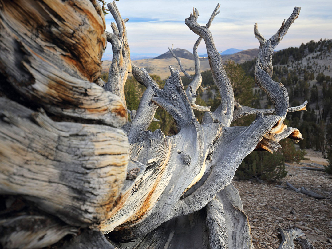 Ancient wood