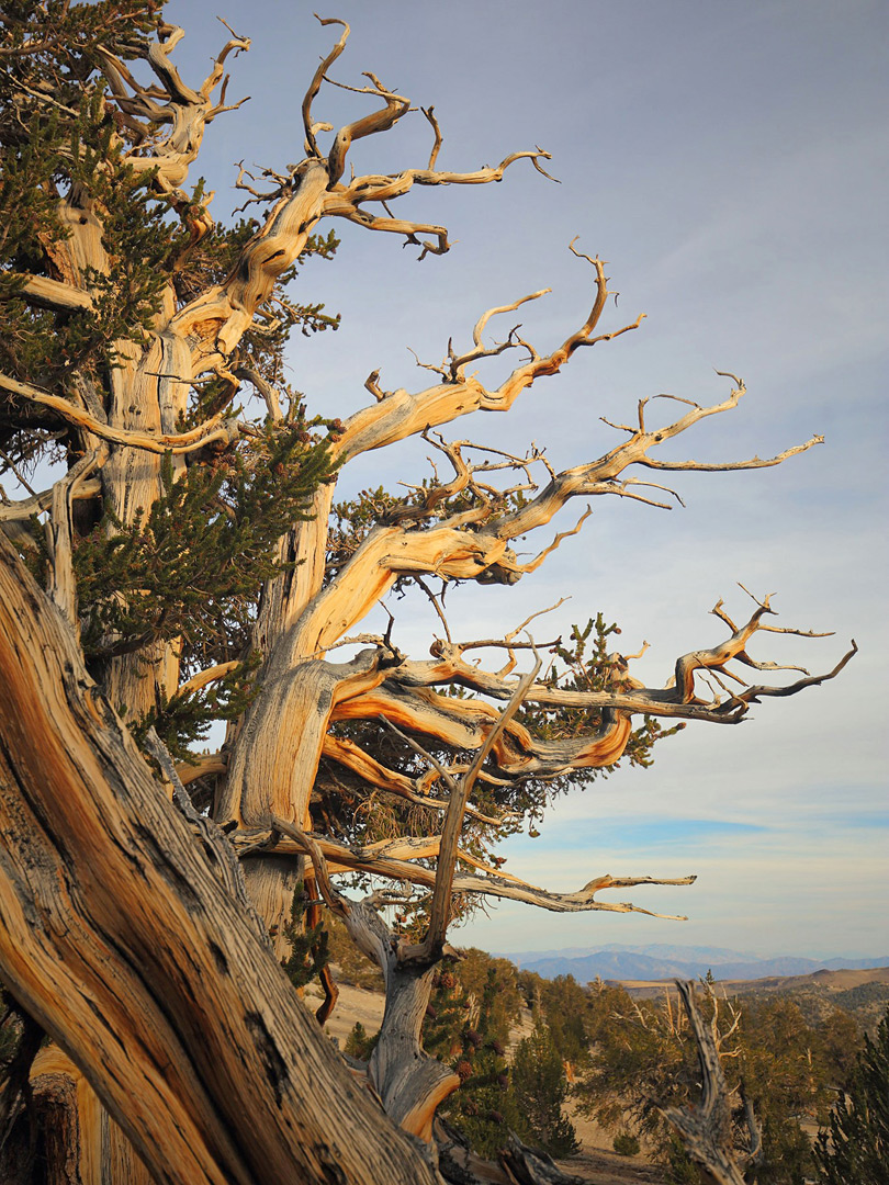 Leafless branches