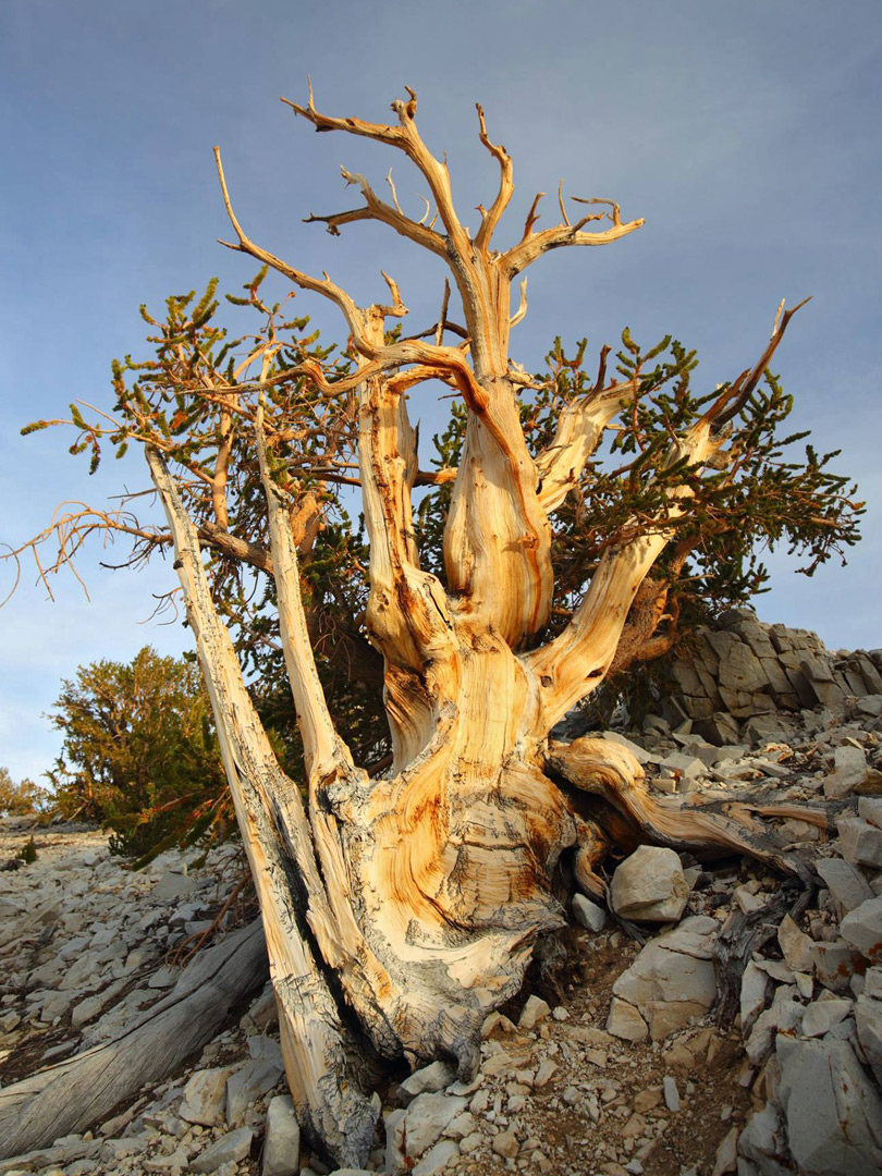 Tree and boulders