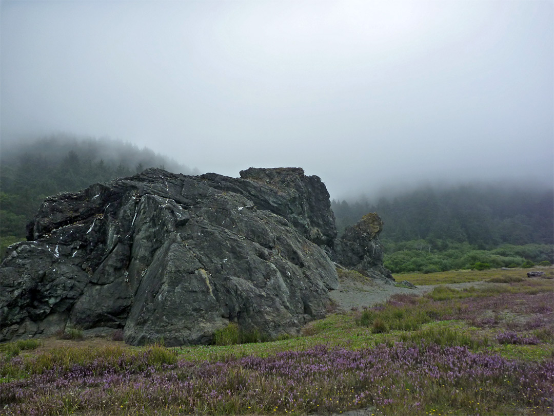 Pennyroyal flowers