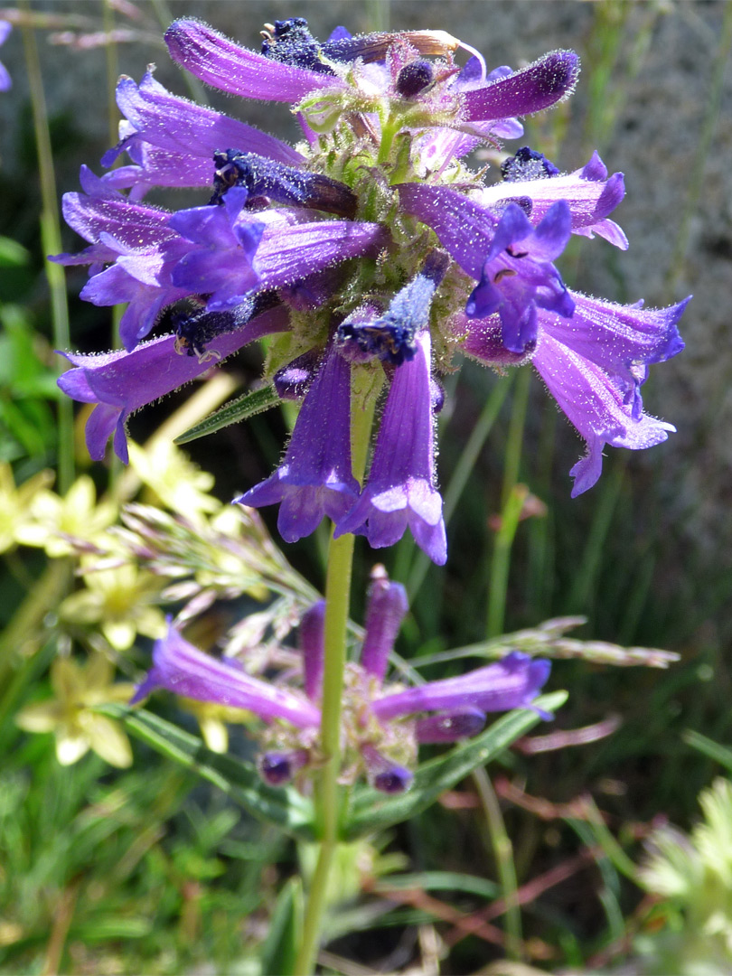 Flower cluster