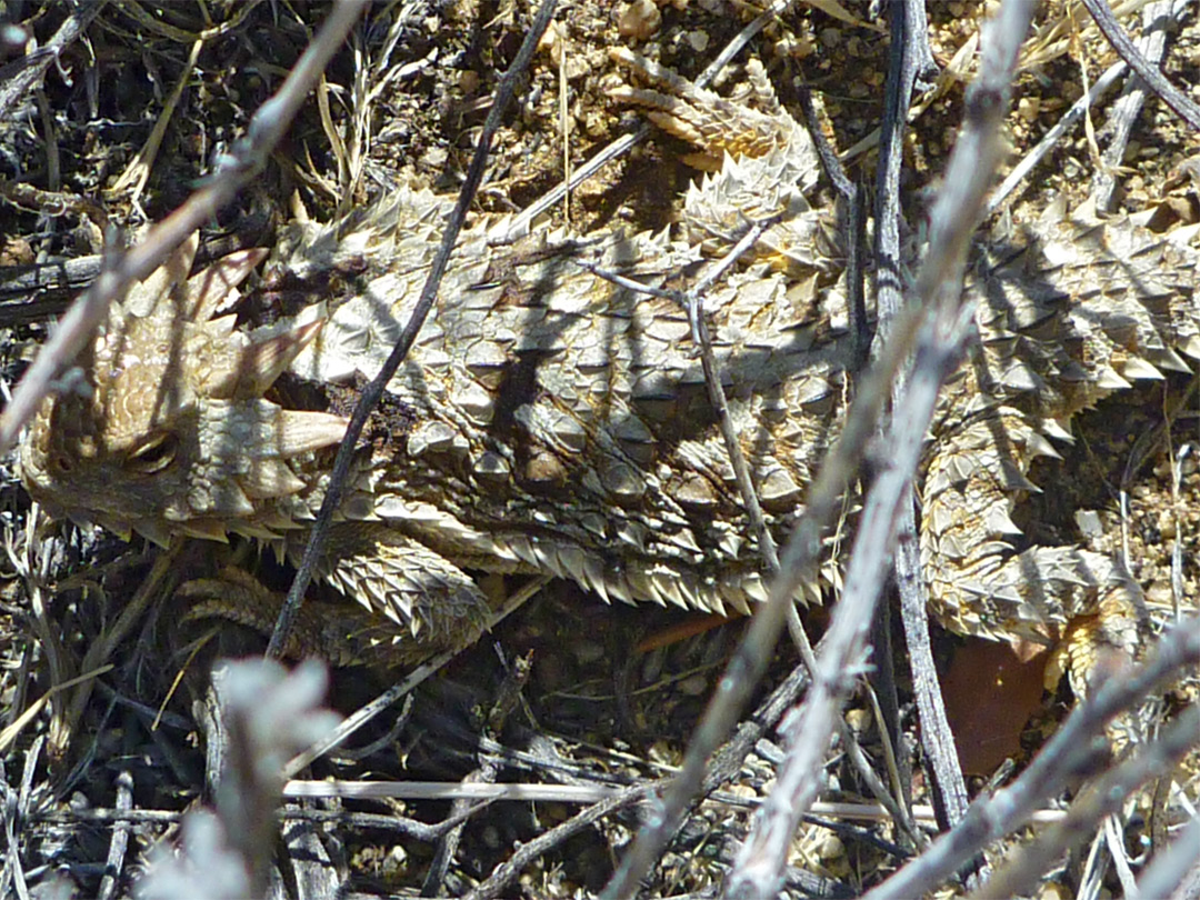 Blainville's horned lizard