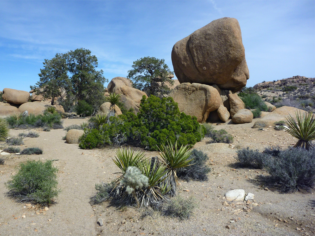 Varied plants