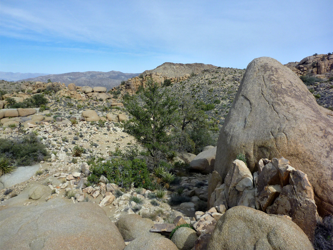 Trees and rocks