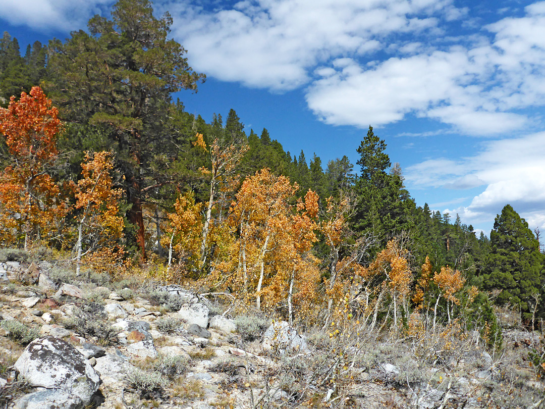 Aspen and juniper