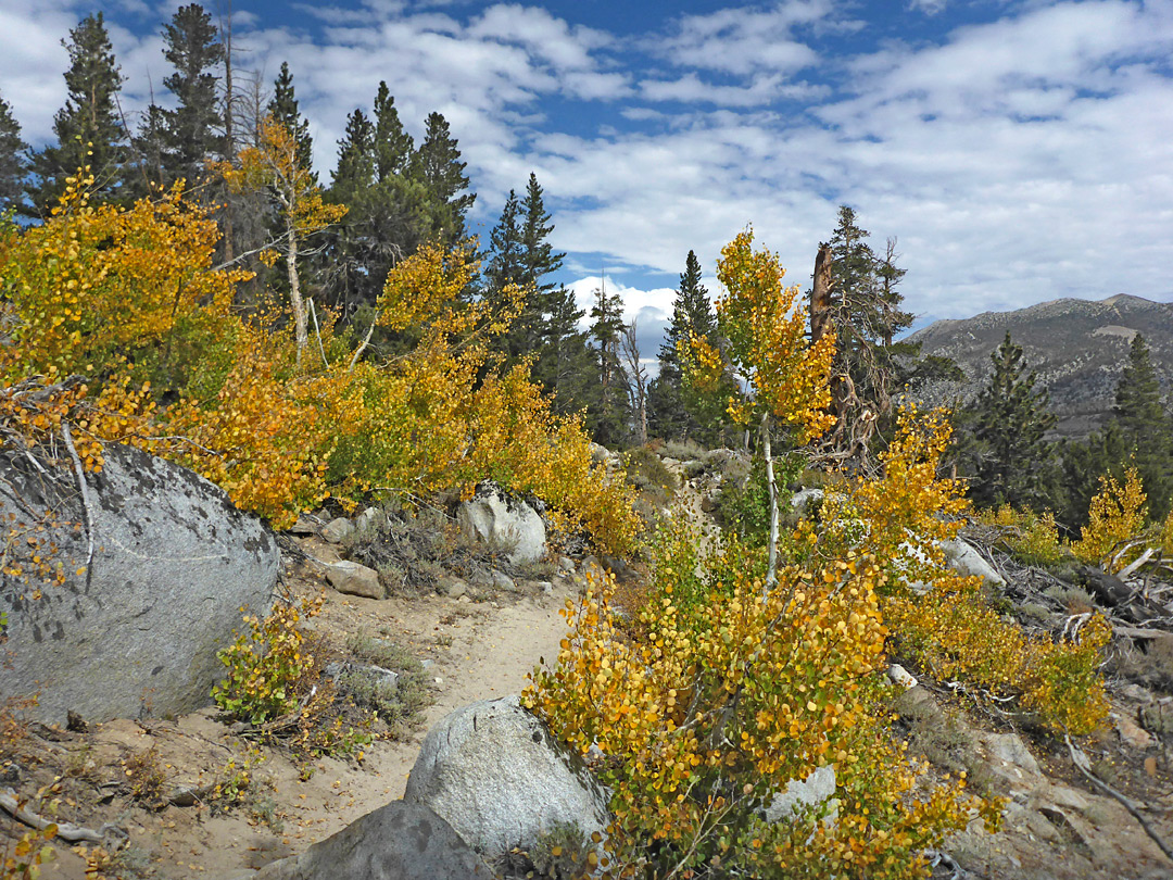 Trail through aspen