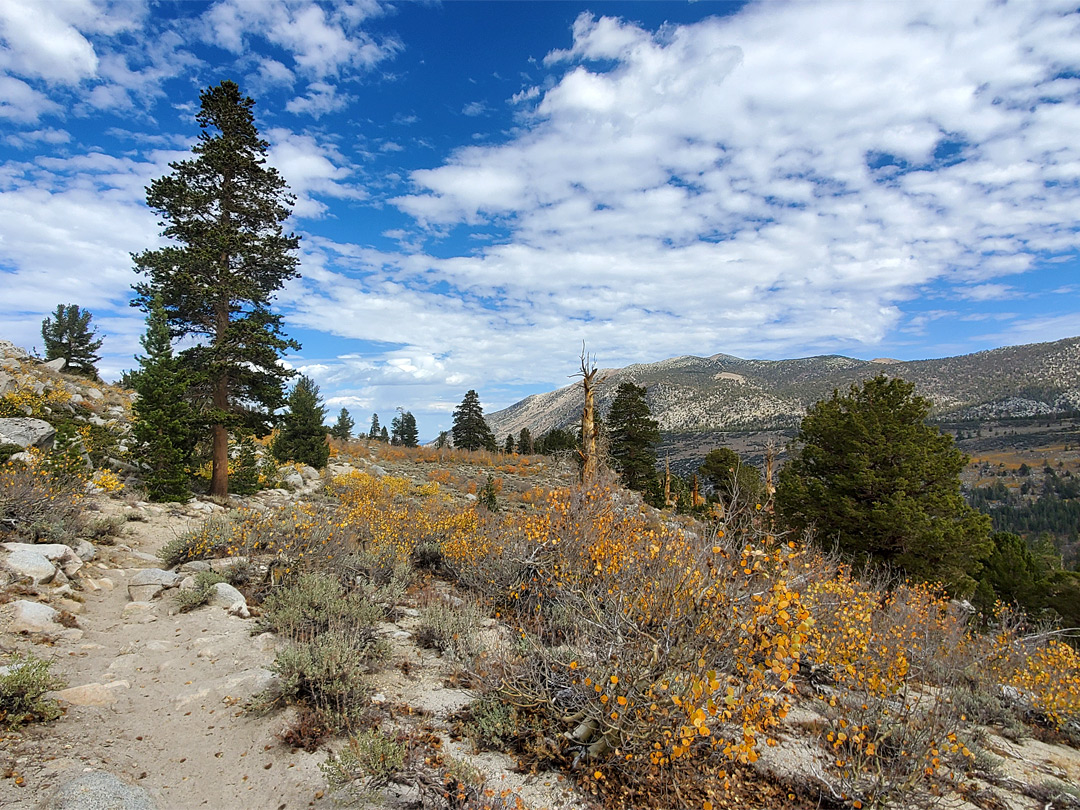 Level trail