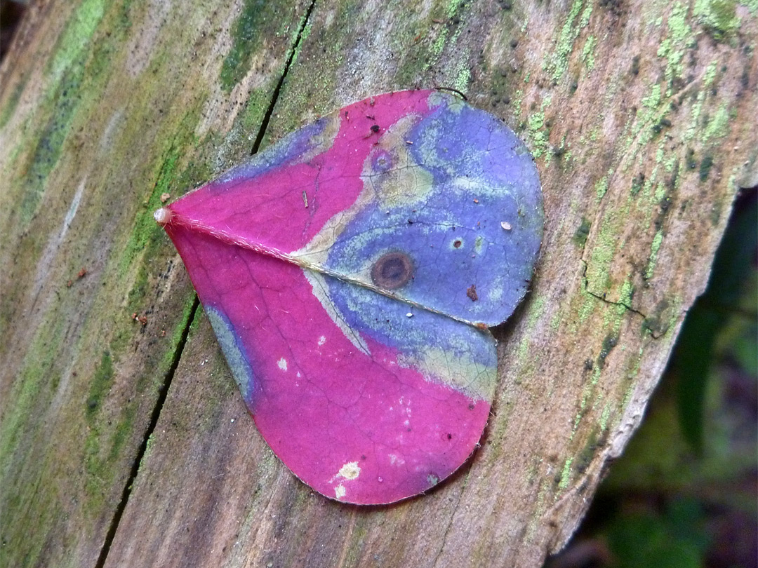 Pink and purple leaf