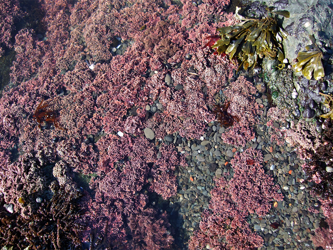 Pink rock pool plant