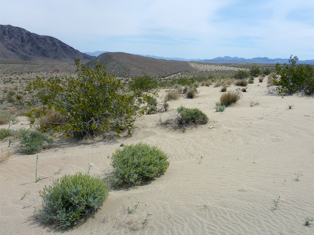 Sand dunes