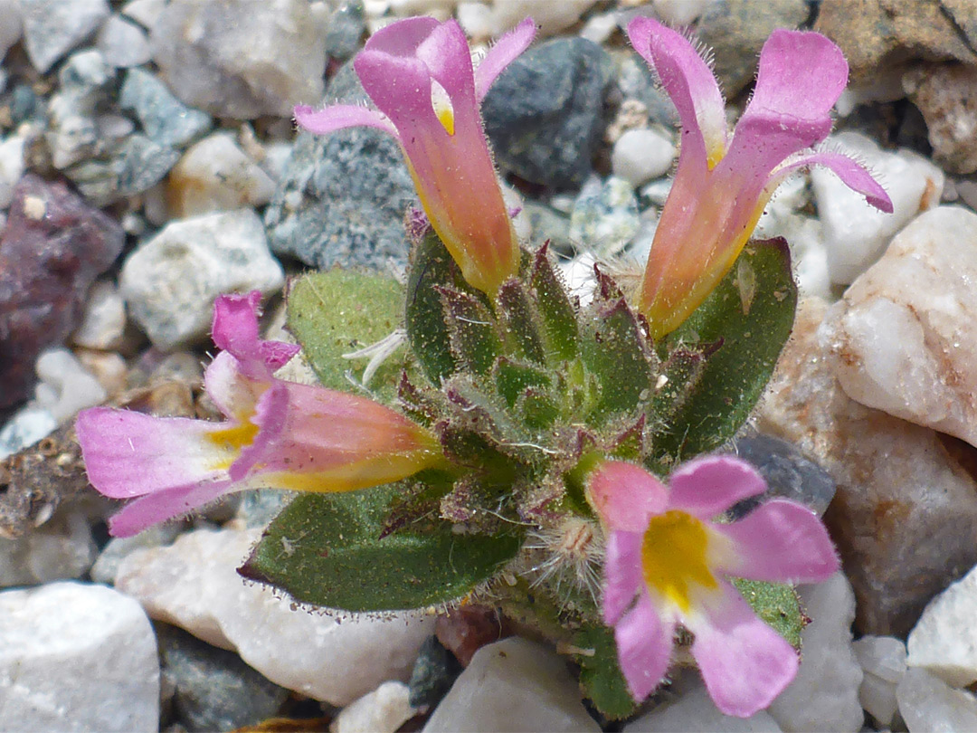 Monkey flower