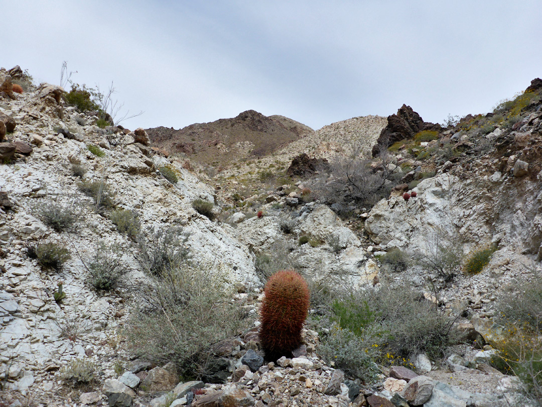 Ferocactus